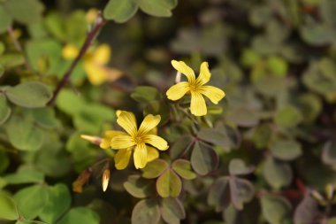 Sarmal sarı çiçekler - Latince adı - Oxalis spiralis