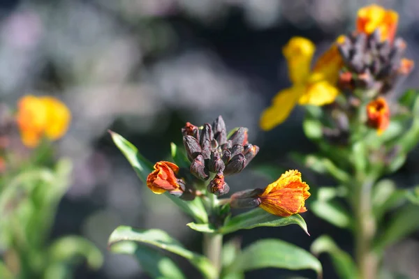 Yellow Orange Wallflower Flowers Latin Name Erysimum Cheiri — Stock Photo, Image