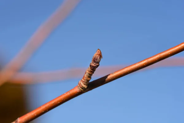 Common Mountain Ash Branch Buds Latin Name Sorbus Aucuparia — Foto Stock