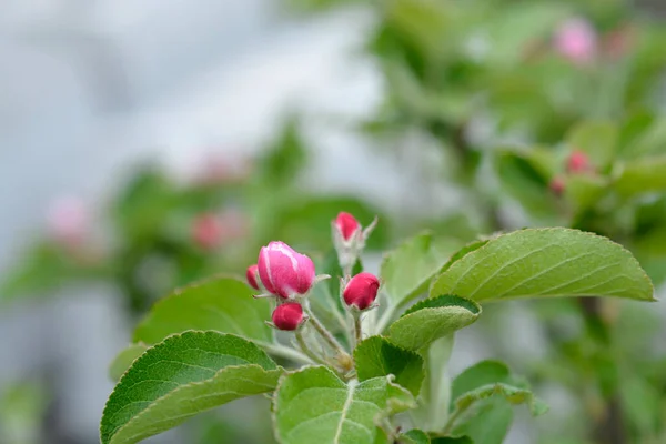Jabloň Růžové Bílé Květy Latinský Název Malus Domestica — Stock fotografie