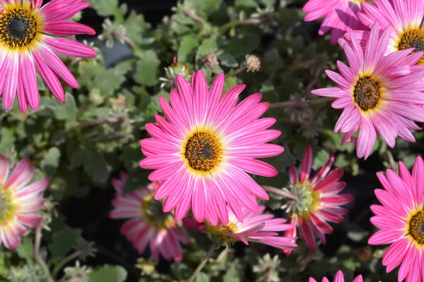 Pink African Daisy Flowers Latin Name Arctotis Hybrida — Stock Photo, Image