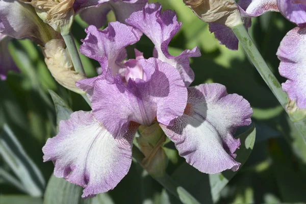 Tall Bearded Iris Waltzing Princess Flower Latin Name Iris Barbata — Stock Photo, Image