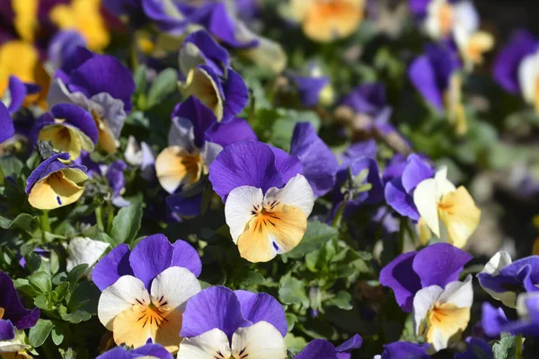 Hornviolett Penny Peach Hoppa Upp Blommor Latinskt Namn Viola Cornuta — Stockfoto