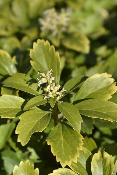Japanese Pachysandra Small Flowers Leaves Latin Name Pachysandra Terminalis — Fotografia de Stock