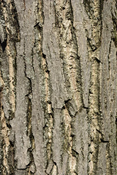 一般的なクルミの樹皮の詳細 ラテン語名 ユグラン地域 — ストック写真