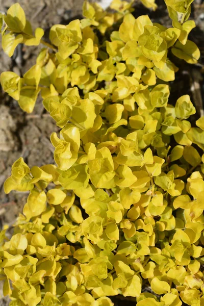 Listy Zlaté Plíživé Jenny Latinské Jméno Lysimachia Nummularia Aurea — Stock fotografie