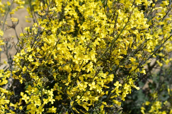 Gelbe Blüten Des Grünkohls Lateinischer Name Brassica Oleracea Var Sabellica — Stockfoto