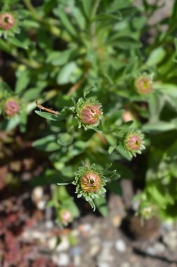 Alpine aster çiçek tomurcukları - Latince adı - Aster Alpinus