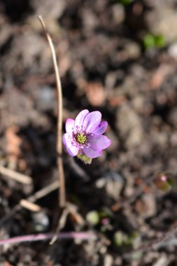 Pembe Liverwort çiçeği - Latince adı - Hepatica nobilis F. rosea