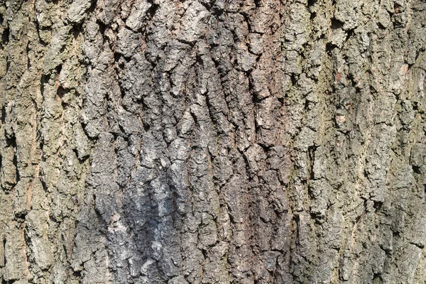 Ngiliz Meşe Kabuğu Detayı Latince Adı Quercus Robur — Stok fotoğraf