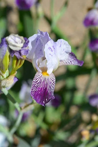 Miniature Tall Bearded Iris Scrambled Flower Latin Name Iris Scrambled — Foto Stock
