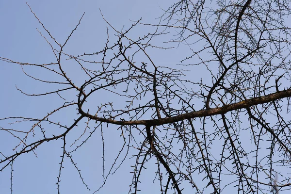 Ginkgo Branches Buds Latin Name Ginkgo Biloba — Stock Photo, Image