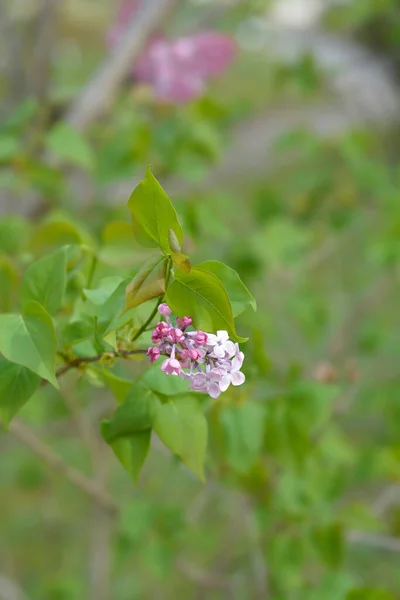 Lilac Maidens Blush 라틴어 Syringa Hyacinthiflora Maidens Blush — 스톡 사진