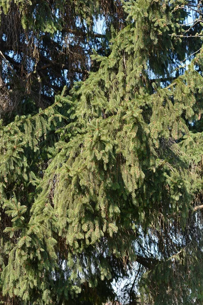 Közönséges Lucfenyő Latin Neve Ágak Picea Abies — Stock Fotó