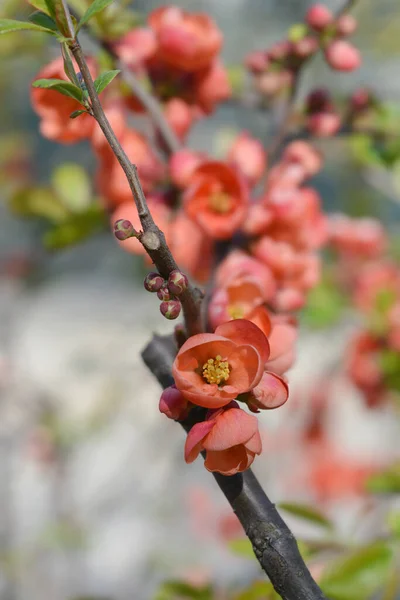花のある日本の花の王子枝 ラテン語名 Chaenomeles Japonica — ストック写真