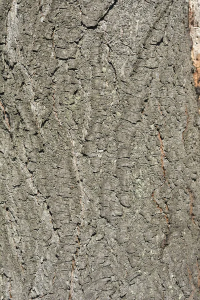 Lila Levelű Szilvafa Kéreg Részlet Latin Név Prunus Cerasifera Pissardii — Stock Fotó