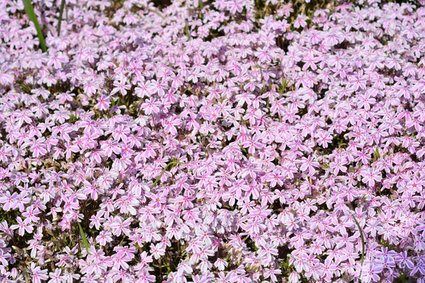 クリーピングフロックスキャンディーストライプの花 ラテン語名 Phlox Subulata Candy Stripe — ストック写真