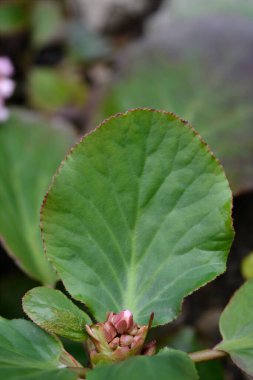 Fil kulakları çiçek tomurcukları ve yapraklar - Latince adı Bergenia crassifolia