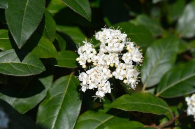 Laurustinus beyaz çiçekler - Latince adı - Viburnum tinus