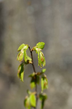 Latince adı Carpinus Betulus olan yeni yapraklı ortak boynuz direği dalı