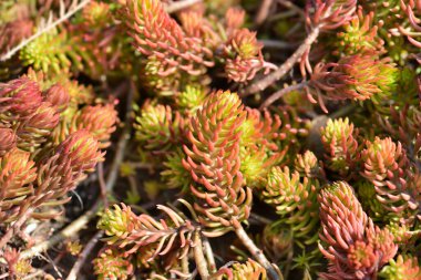 Rock stonecrop Angelina leaves - Latin name - Sedum rupestre Angelina