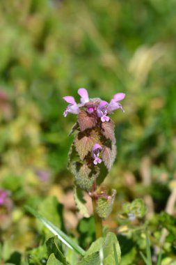 Kırmızı ölü ısırgan otu çiçekleri ve yaprakları - Latince adı - Lamium purpureum