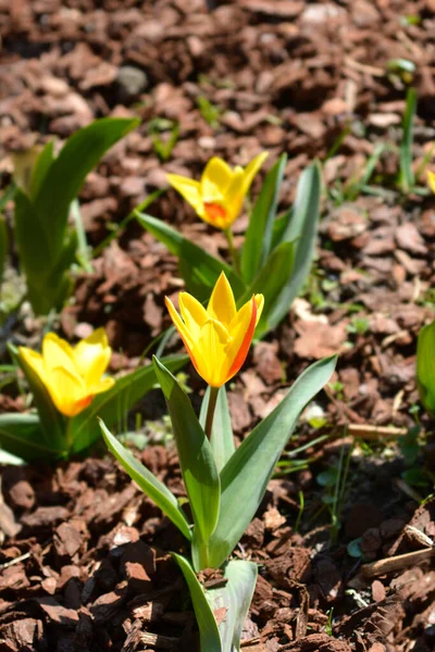 Tulip Giuseppe Verdi Kwiat Łacińska Nazwa Tulipa Giuseppe Verdi — Zdjęcie stockowe