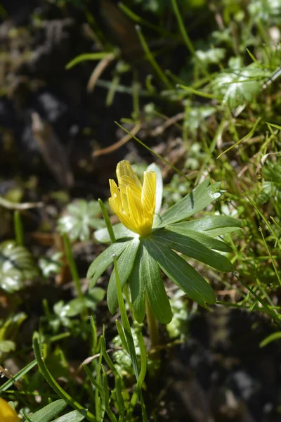 Żółty Kwiat Zimowy Łacińska Nazwa Eranthis Hyemalis — Zdjęcie stockowe