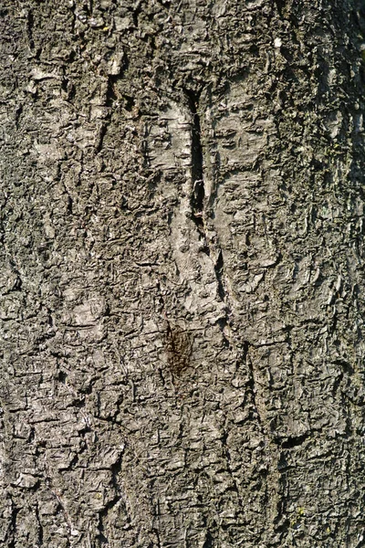 Mor Yapraklı Erik Ağacı Kabuğu Latince Adı Prunus Cerasifera Pissardii — Stok fotoğraf