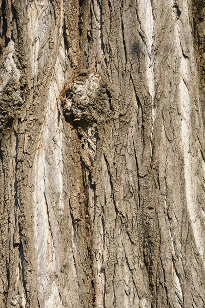 伦巴第白杨树皮的细节 拉丁文名称 斜体A — 图库照片