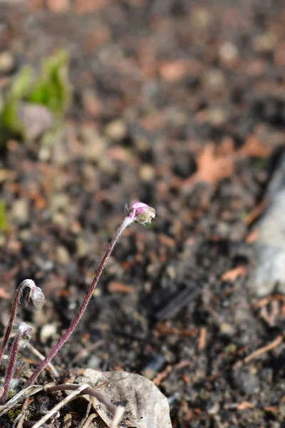 Pink Liverwort Flower Bud Nume Latin Hepatica Nobilis Rosea — Fotografie, imagine de stoc