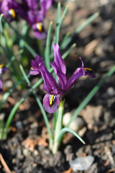 Iris Purple Hill Kwiaty Łacińska Nazwa Iris Reticulata Purple Hill — Zdjęcie stockowe