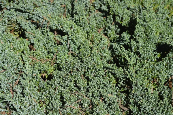 Flaky Juniper Prostratar Branches Latinský Název Juniperus Squamata Prostrata — Stock fotografie