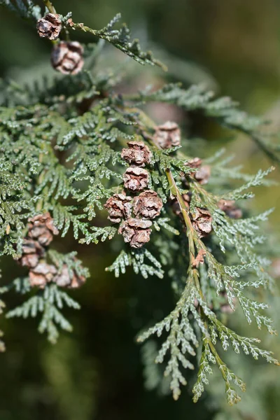 로손씨 Cypress Triomf Van Boskoop 가지에씨 원추체 라틴어 Chamaecyparis Lawsoniana — 스톡 사진