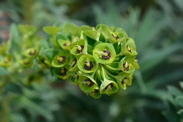 Spurge Black Pearl Flowers Латинское Название Euphorbia Istan Ias Black — стоковое фото