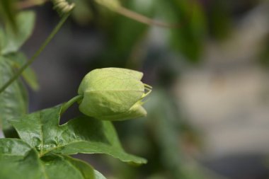 Common passion flower bud - Latin name - Passiflora caerulea