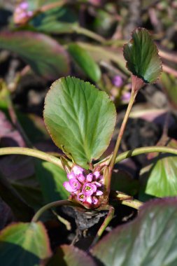 Fil kulakları çiçek ve yapraklar - Latince adı - Bergenia crassifolia