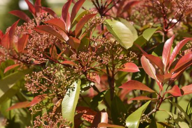 Photinia Red Robin flower buds - Latin name - Photinia x fraseri Red Robin