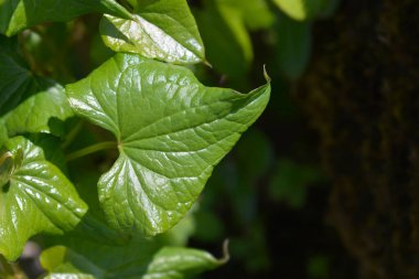 Siyah bryony yaprağı - Latince adı - Dioscorea Communis