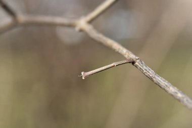 Kış tomurcuklarıyla tatlı, sahte portakal dalı- Latince adı