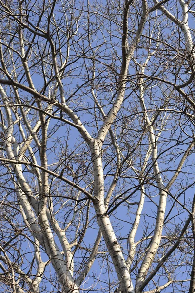 Beyaz Kavak Ağacı Latince Adı Populus Alba — Stok fotoğraf