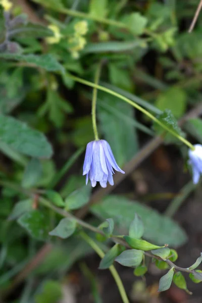 Apennina Anemon Niebieski Kwiat Łacińska Nazwa Anemone Apennina — Zdjęcie stockowe
