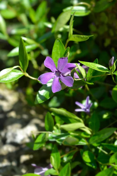 Petite Pervenche Atropurpurea Flower Nom Latin Vinca Minor Atropurpurea — Photo