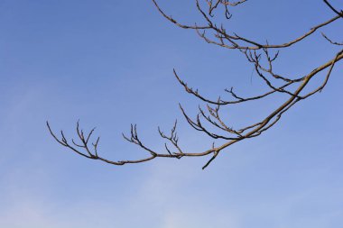 Cennet ağacı dalları mavi gökyüzüne karşı tomurcuklar - Latince adı - Ailanthus altissima