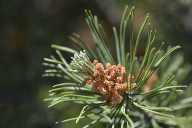 Dwarf mountain pine branch with flowers - Latin name - Pinus mugo