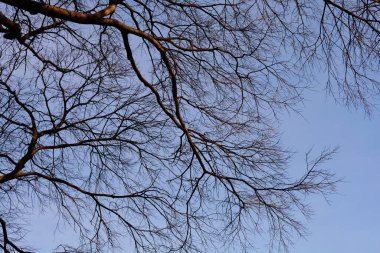 Mavi gökyüzüne karşı tomurcukları olan Avrupa ısırgan otu dalları - Latince adı - Celtis australis