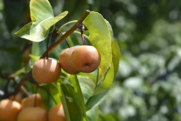 Japanese Pear Tree Branches Fruit Latin Name Pyrus Pyrifolia — Stock Photo, Image