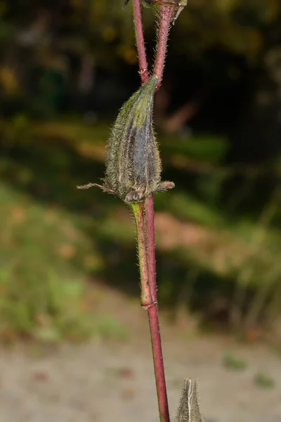 Semenný Lusk Okra Latinský Název Abelmoschus Esculentus — Stock fotografie