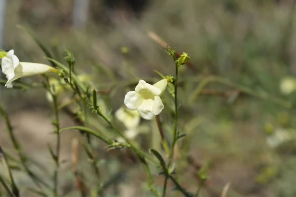 Przewalskis Gloxinia White Flowers Latin Name Incarvillea Sinensis Var Przewalskii — Stock Photo, Image