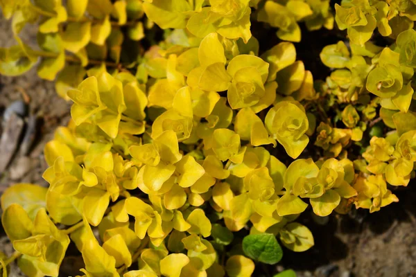 Gouden Kruipende Jenny Bladeren Latijnse Naam Lysimachia Nummularia Aurea — Stockfoto